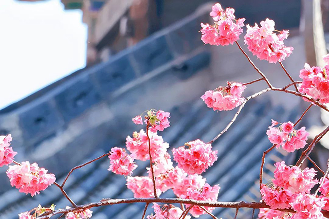 春日桐廬，花開正艷——伊頓母線桐廬之旅團建活動圓滿結(jié)束！